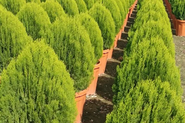YAĞMUR BOTANİK