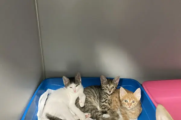 Aorta Veteriner Kliniği
