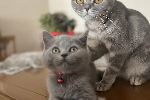 PAKİZE PET VETERİNER KLİNİĞİ