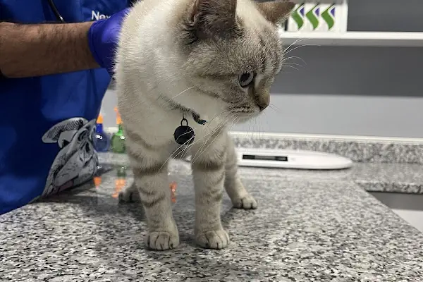 Pati Vet Veteriner Kliniği - Diyarbakır