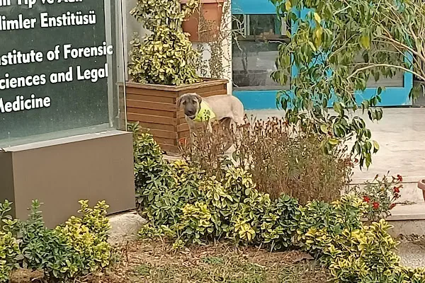 Hadımköy kampüsü