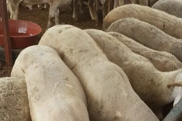 Bizim Adaklık Kurbanlık