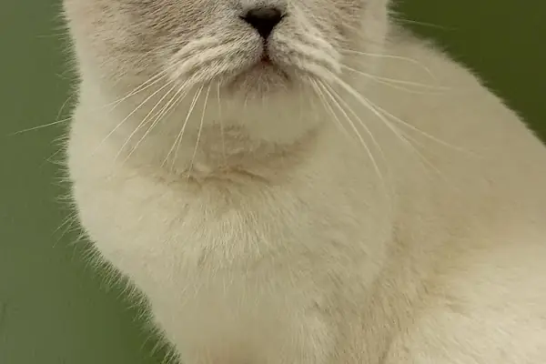 Alpadu Veteriner Kliniği - Arnavutköy veteriner kliniği - Kedi -Köpek - Kafes kuşları - Egzotik hayvan