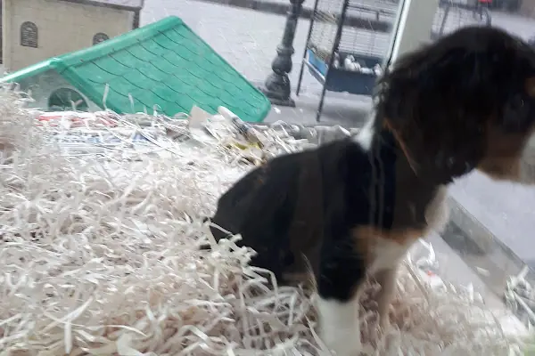 Deniz pet center