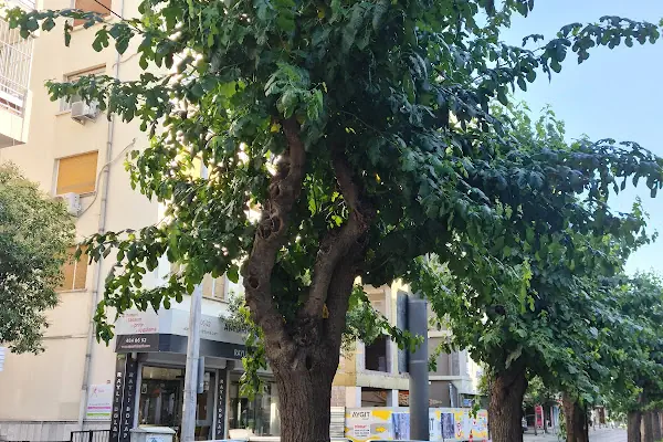 Hocazade Camii Tramvay Durağı