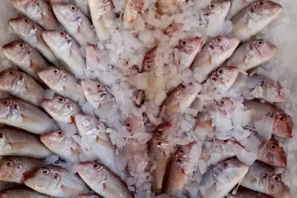Karadeniz balıkhanesi