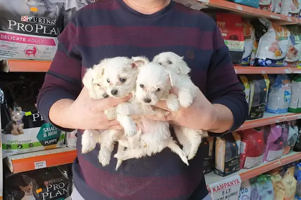Amazon Petshop Çerkezköy