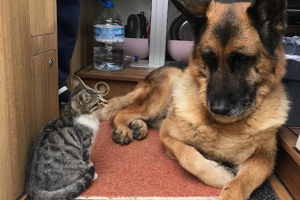 Mersin PetVET Veteriner Kliniği