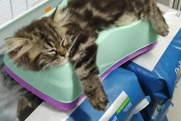 Ambarlı Petshop