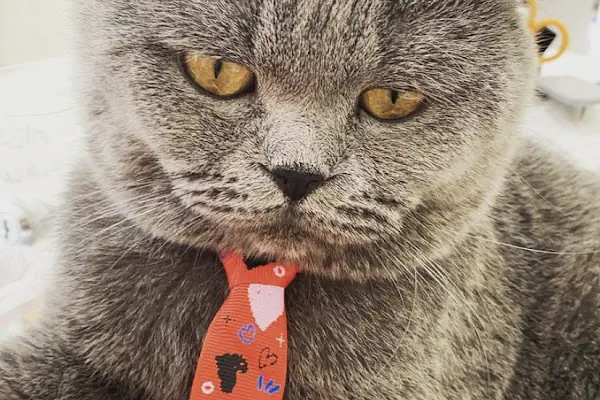 PetLife Veteriner Kliniği