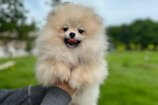 Doğa Köpek Üretim Çiftliği