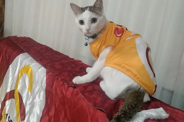 Boncuk pet Veteriner Kliniği ofis yenişehir