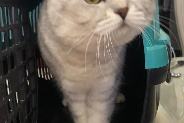 Ayyıldız Petshop Evcil Hayvan Malzemeleri
