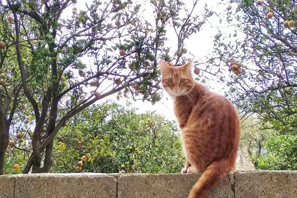 Oba Zeytinyağı Fabrikasi