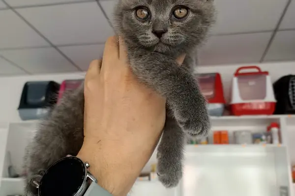 SELÇUKLU VETERİNER KLİNİĞİ