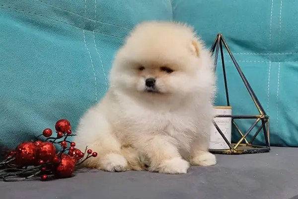 DEMET PETSHOP - Pomeranian Toypoodle Muhabbet Kuşu Papağan Kedi Köpek Balık Akvaryum Tavşan Hamster Kaplumbağ