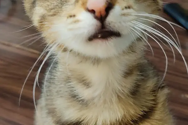 Vetsa Veteriner Kliniği