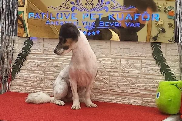 PatiLove Pet Kuaför-(Uygun Fiyatlı )Bursa Kedi Traşı,Köpek Traşı.Anestezi Yok Sevgi Var