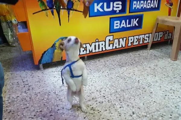DEMİRCAN PET SHOP