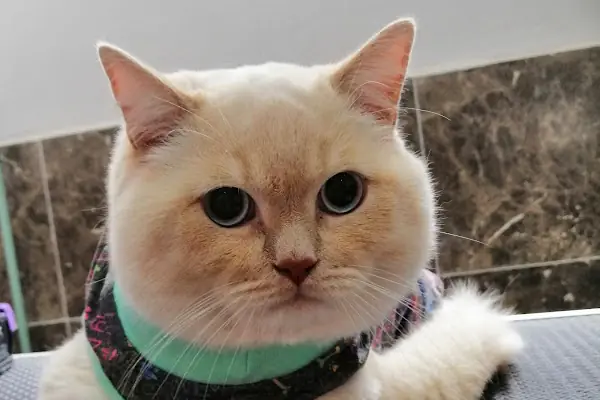 PURLİNA PET KUAFÖR VE MARKET