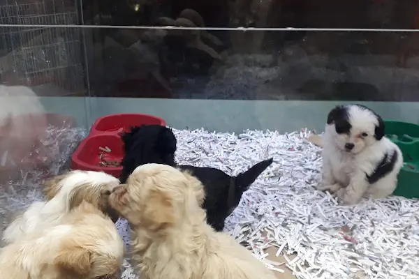 Pet Adana