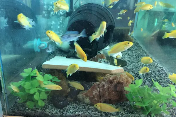BERİL AKVARYUM PETSHOP