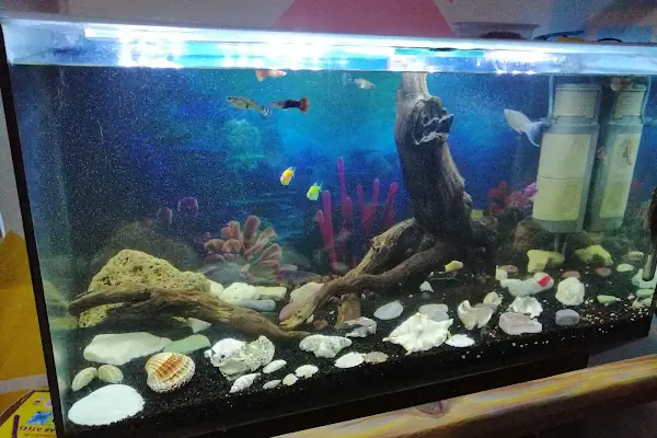 MAVİ DÜNYA AKVARYUM ve PETSHOP
