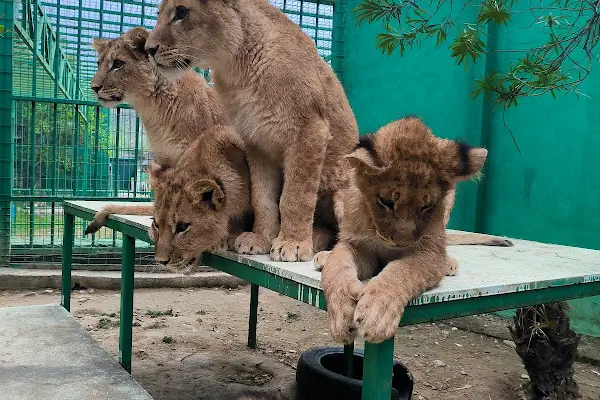 Animal park