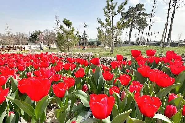 KONYA MERAM BAĞLARI