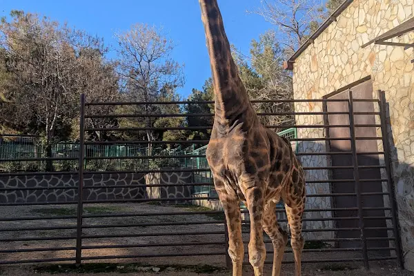 Hayvanat Bahçesi Zoo