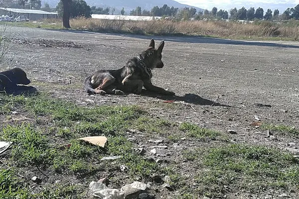 Koru Veteriner Kliniği