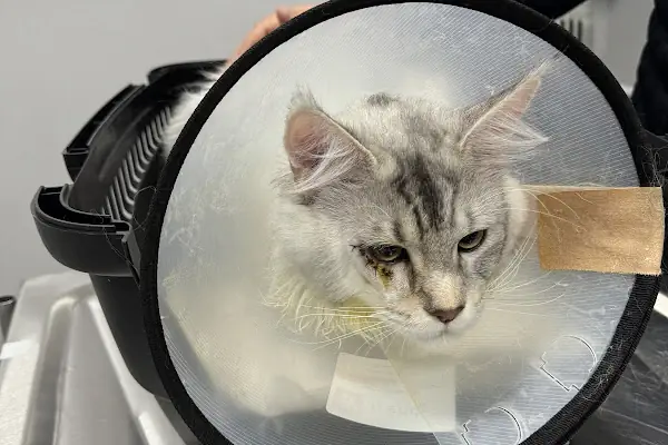 ŞirinPati Pet, Kuş ve Egzotik Veteriner Kliniği