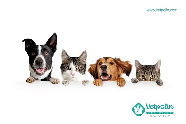 VETPOLİN VETERİNER KLİNİĞİ