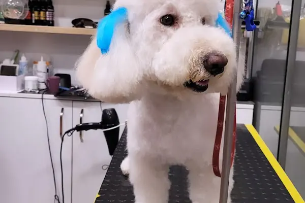 Lattepetshop