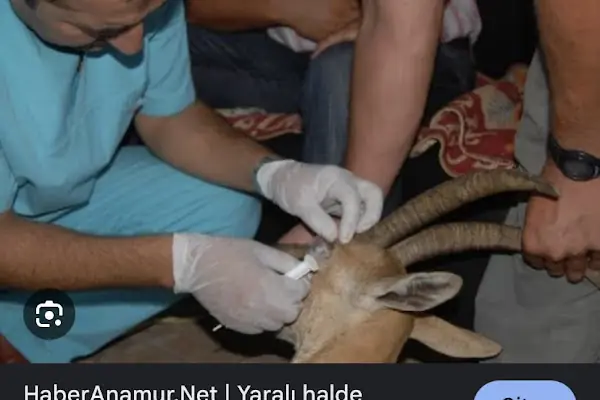 Tuğrul Veteriner Kliniği
