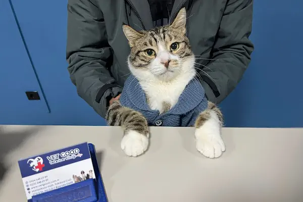 Vet Good Veteriner Kliniği