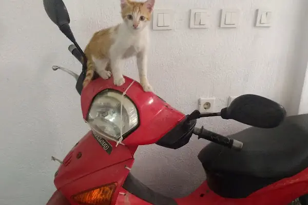 akropol veteriner kliniği