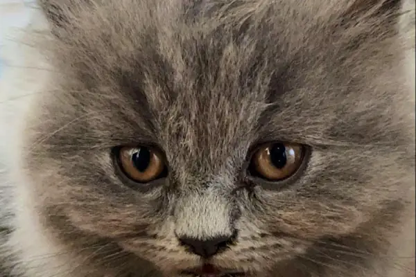 Vet Look Veteriner Kliniği