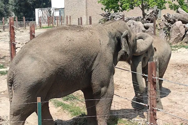 Çocuk Hayvanat Bahçesi