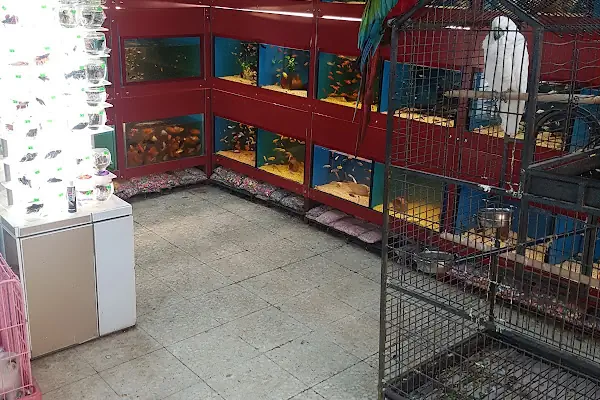 Çağlayan pet shop