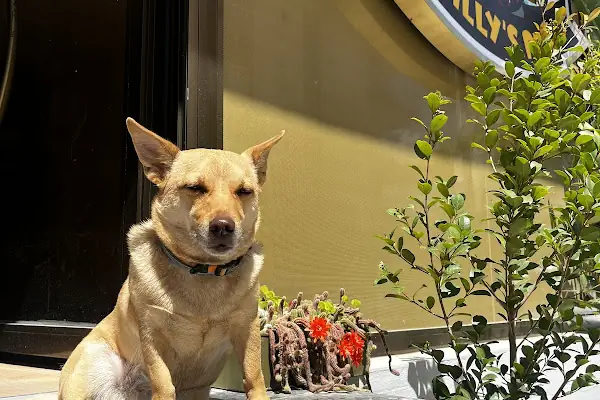 Willy’s Pet 🌼 Groomer Antalya 🌼