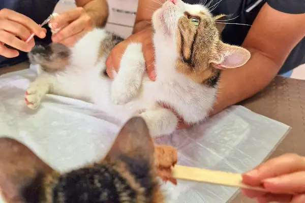 Bolluca Veteriner Kliniği