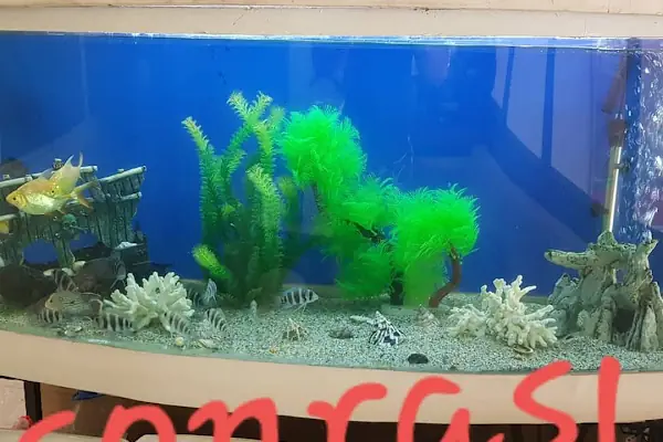 İlayda Petshop