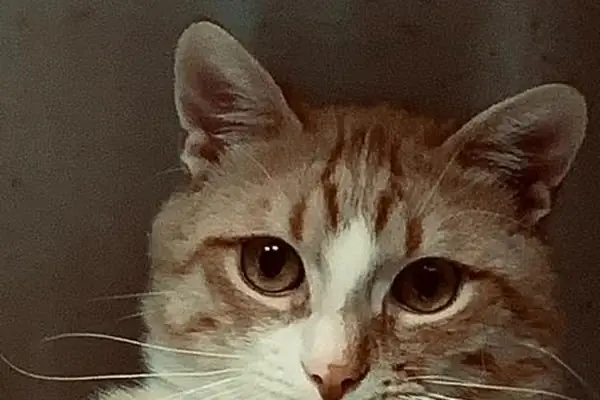 ÇANKAYA BESTEKAR VETERİNER KLİNİĞİ