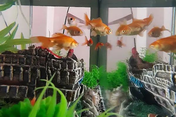 Gölcük Tropikal Akvaryum - Petshop