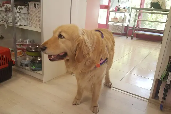 Doğan Veteriner Kliniği