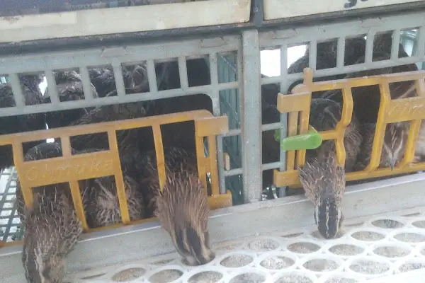 Baytar Pet Shop