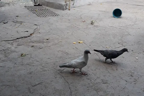 Çocuk Parkı
