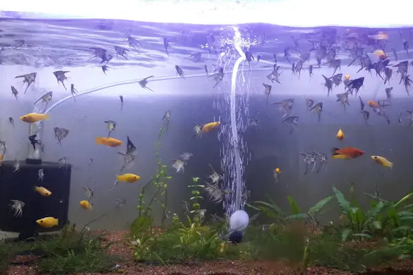 NUH AKVARYUM PETSHOP