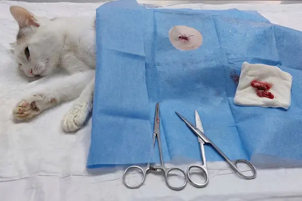 polvet Veteriner- Pet Kliniği